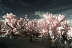 INFRARED_BALBOA_PARK_OCT28_2018_695-70_FINAL_01