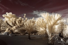 INFRARED_BALBOA_PARK_OCT28_2018_695-70_FINAL_02