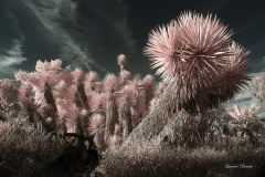 INFRARED_BALBOA_PARK_OCT28_2018_695-79_FINAL_01