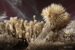 INFRARED_BALBOA_PARK_OCT28_2018_695-79_FINAL_02