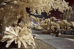 INFRARED_BALBOA_PARK_SANTEE_LAKE_695_DEC_02_2018-68_FINAL_07