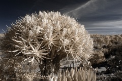 INFRARED_BALBOA_PARK_SANTEE_LAKE_695_DEC_02_2018-85_FINAL_06