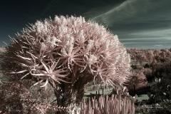 INFRARED_BALBOA_PARK_SANTEE_LAKE_695_DEC_02_2018-85_FINAL_10