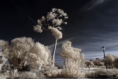 INFRARED_BALBOA_PARK_SANTEE_LAKE_695_DEC_02_2018-99_FINAL_06