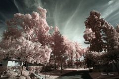 INFRARED_BALBOA_PARK_OCT28_2018_695-47_FINAL_01