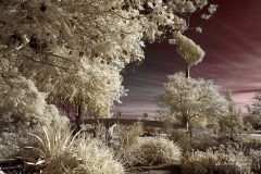 INFRARED_BALBOA_PARK_SANTEE_LAKE_695_DEC_02_2018-102_FINAL_07