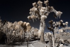 INFRARED_BALBOA_PARK_SANTEE_LAKE_695_DEC_02_2018-81_FINAL_06