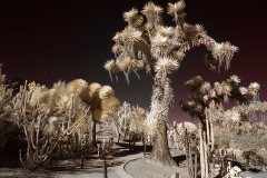 INFRARED_BALBOA_PARK_SANTEE_LAKE_695_DEC_02_2018-81_FINAL_07