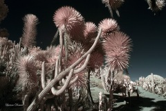 INFRARED_BALBOA_PARK_SANTEE_LAKE_695_DEC_02_2018-82_FINAL_10