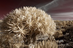 INFRARED_BALBOA_PARK_SANTEE_LAKE_695_DEC_02_2018-85_FINAL_07