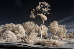 INFRARED_BALBOA_PARK_SANTEE_LAKE_695_DEC_02_2018-97_FINAL_06