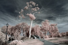 INFRARED_BALBOA_PARK_OCT28_2018_695-18_FINAL_01