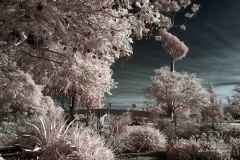 INFRARED_BALBOA_PARK_SANTEE_LAKE_695_DEC_02_2018-102_FINAL_10