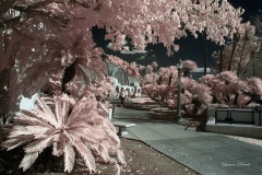 INFRARED_BALBOA_PARK_SANTEE_LAKE_695_DEC_02_2018-68_FINAL_10