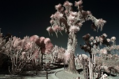 INFRARED_BALBOA_PARK_SANTEE_LAKE_695_DEC_02_2018-81_FINAL_10