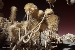 INFRARED_BALBOA_PARK_SANTEE_LAKE_695_DEC_02_2018-82_FINAL_07