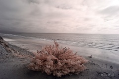 INFRARED_DEL_MAR_AUG_31_2019-7_FINAL_10
