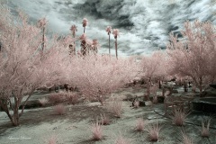 INFRARED_ANZA_BORREGO_OCT_06_2018_100-88_FINAL_0