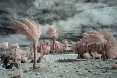 INFRARED_ANZA_BORREGO_OCT_06_2018_100-74_FINAL_0