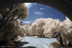 San Diego State University