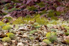 Anza-Borrego Desert