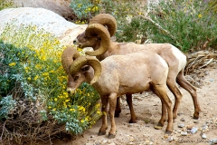 Anza-Borrego Desert