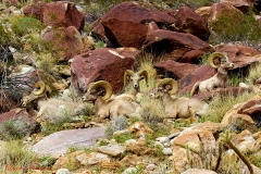 Anza-Borrego Desert