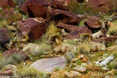 Anza-Borrego Desert