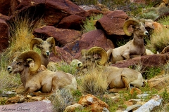 Anza-Borrego Desert