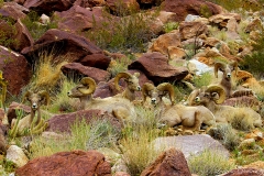 Anza-Borrego Desert