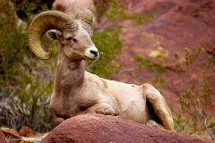 Anza-Borrego Desert