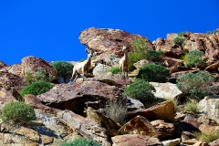 Anza-Borrego Desert