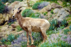 Anza-Borrego Desert