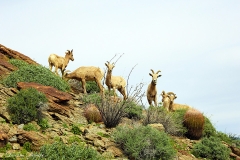 Anza-Borrego Desert