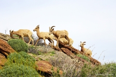 Anza-Borrego Desert