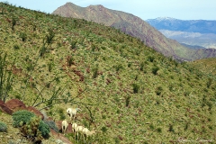 Anza-Borrego Desert