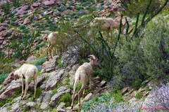 Anza-Borrego Desert