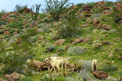 Anza-Borrego Desert