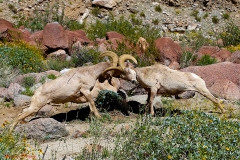 Anza-Borrego Desert