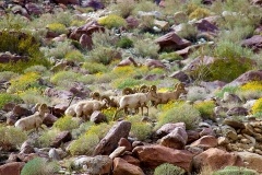 Anza-Borrego Desert