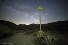 Anza-Borrego Desert