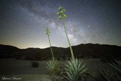 Anza-Borrego Desert