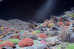 Anza-Borrego Desert, San Diego, California