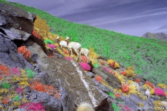 Anza-Borrego Desert, San Diego, California