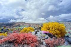 Anza-Borrego Desert, San Diego, California