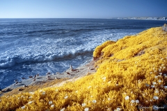 La Jolla Cove