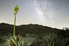 Anza-Borrego Desert