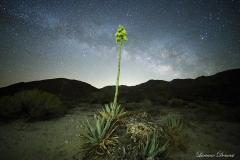 Anza-Borrego Desert