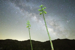 Anza-Borrego Desert