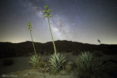 Anza-Borrego Desert